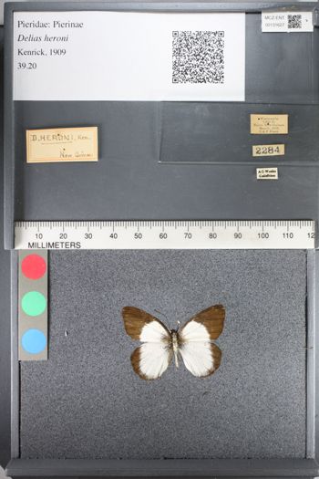 Media type: image;   Entomology 131627